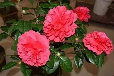 50种常见送花花语