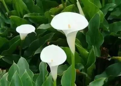 50种常见送花花语