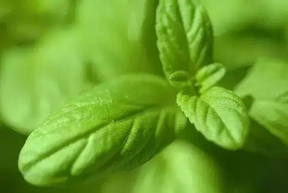 50种常见送花花语