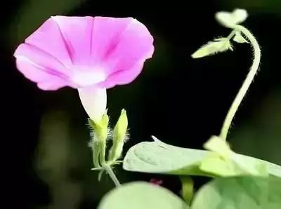 50种常见送花花语