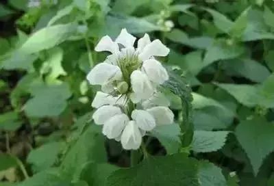 50种常见送花花语