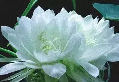 50种常见送花花语
