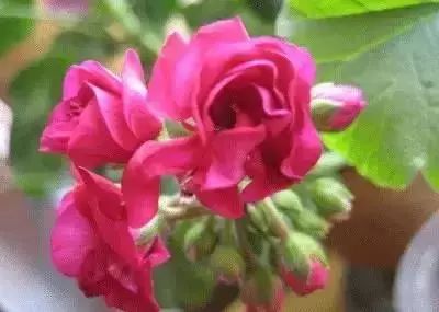 50种常见送花花语