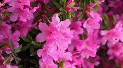 50种常见送花花语