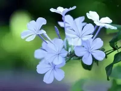 50种常见送花花语