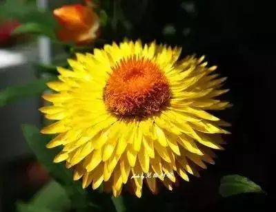 50种常见送花花语