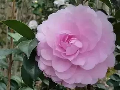 50种常见送花花语