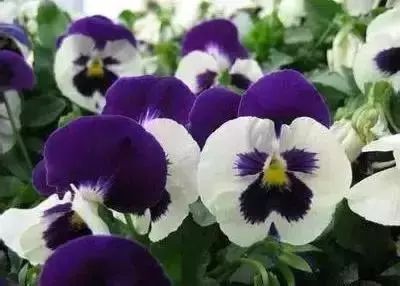 50种常见送花花语
