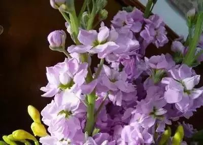 50种常见送花花语