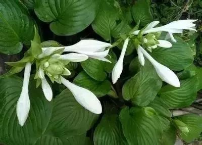 50种常见送花花语