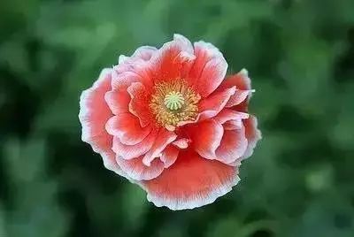 50种常见送花花语