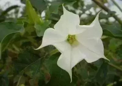 50种常见送花花语