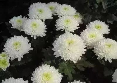 50种常见送花花语