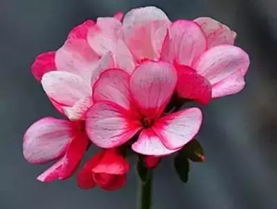 50种常见送花花语