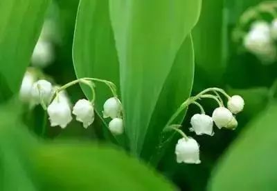 50种常见送花花语