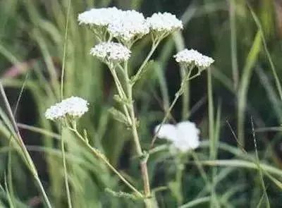 50种常见送花花语