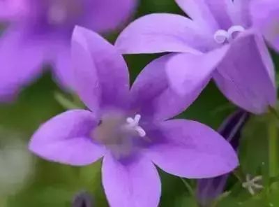 50种常见送花花语
