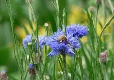 50种常见送花花语