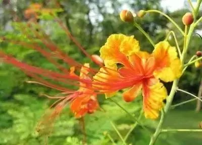 50种常见送花花语