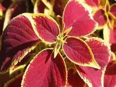 50种常见送花花语