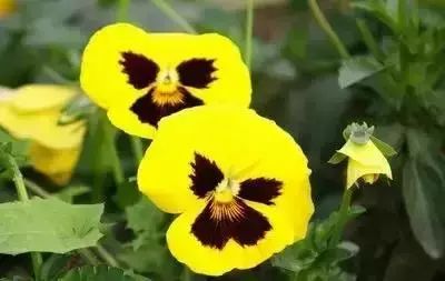 50种常见送花花语