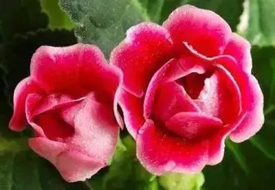 50种常见送花花语