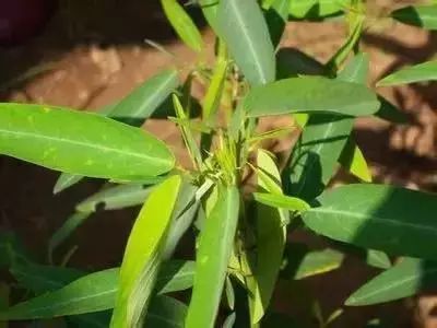 50种常见送花花语
