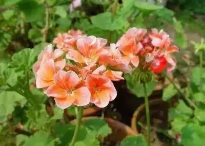50种常见送花花语