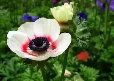 50种常见送花花语