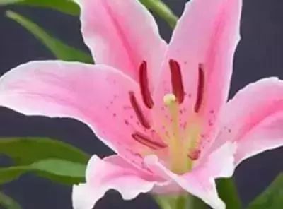 50种常见送花花语