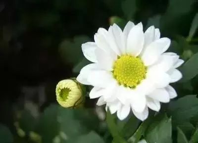 50种常见送花花语