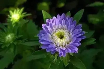 50种常见送花花语