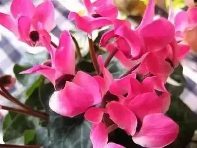 50种常见送花花语