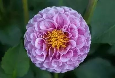 50种常见送花花语