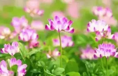 50种常见送花花语