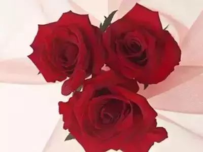 50种常见送花花语