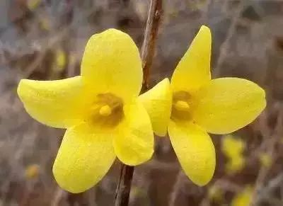 50种常见送花花语