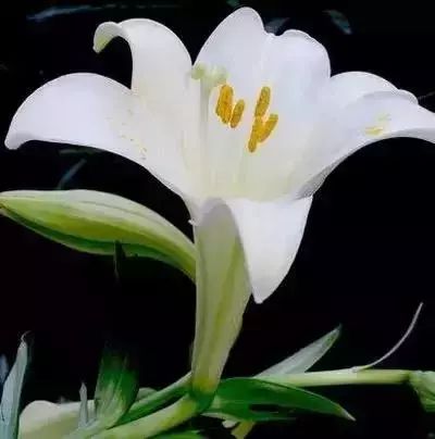 50种常见送花花语