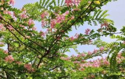 爪哇旃那播种后需要催芽吗?
