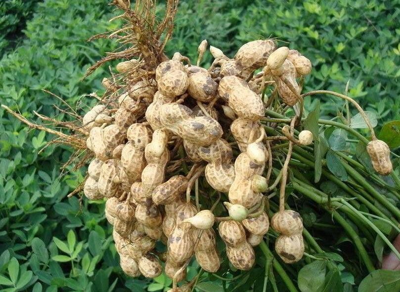 <b>2024年花生病虫害防控技术最新方案</b>