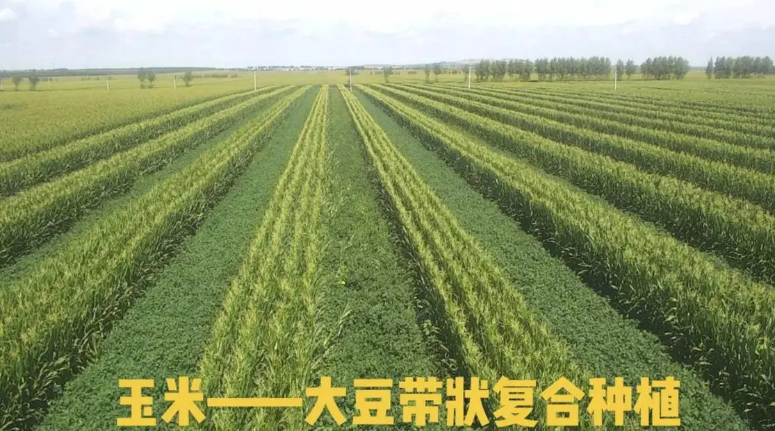 <strong>2024年大豆玉米带状复合种植病虫害防控技术最新方案</strong>