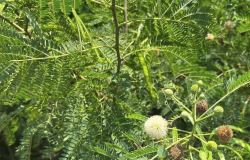 <strong>银合欢嫁接的方法?</strong>