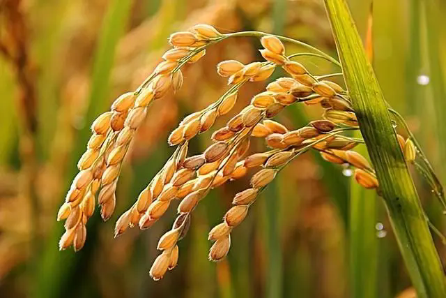 <b>水稻施肥—锌肥和硅肥不可缺少</b>