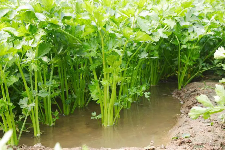 芹菜可以用尿素吗?芹菜施用什么肥料好。