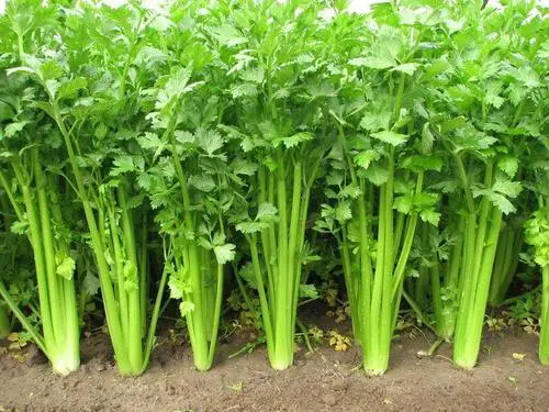 <b>芹菜可以用尿素吗？芹菜施用什么肥料好。</b>