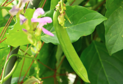 <strong>刀豆可以直接食用吗？</strong>
