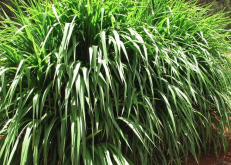 <strong>饲草用低温贮藏的好处？</strong>