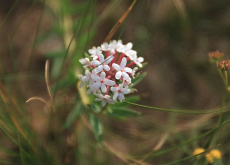 <strong>狼毒花耐干旱吗？</strong>