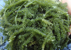 <b>长茎葡萄蕨藻需要什么样的水质？</b>