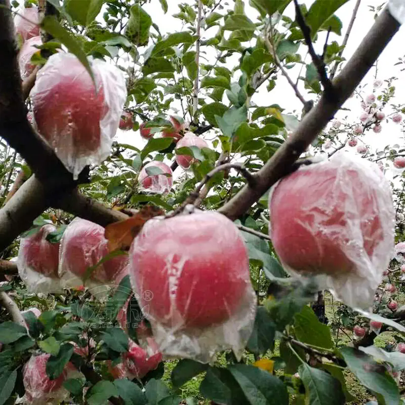 苹果种植技巧之苹果套膜袋和纸袋有什么区别?